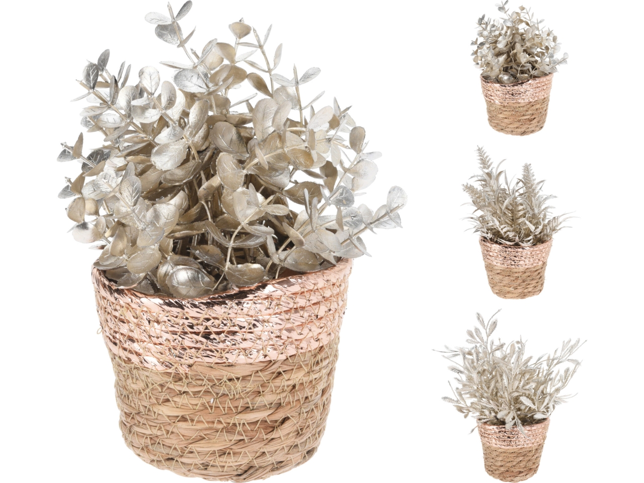 PIANTA IN VASO 20CM CHAMPAGNE ANM101950