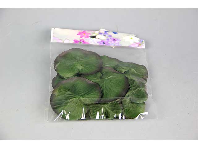 FOGLIE NINFEE A11334