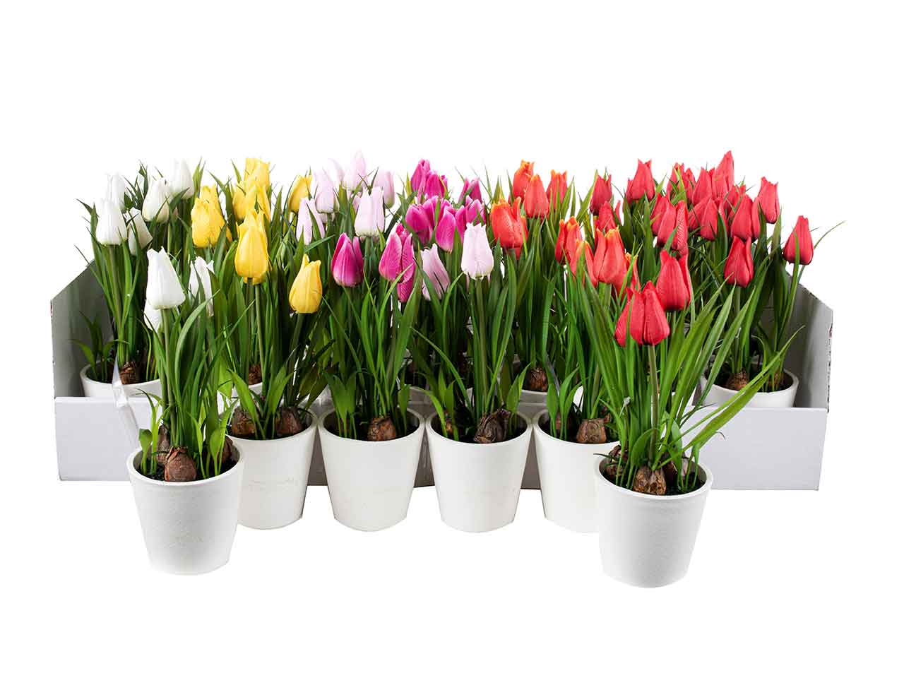 PIANTINA DI TULIPANI H.21CM A26728 PIANTINA DI TULIPANI H.21CM A26728