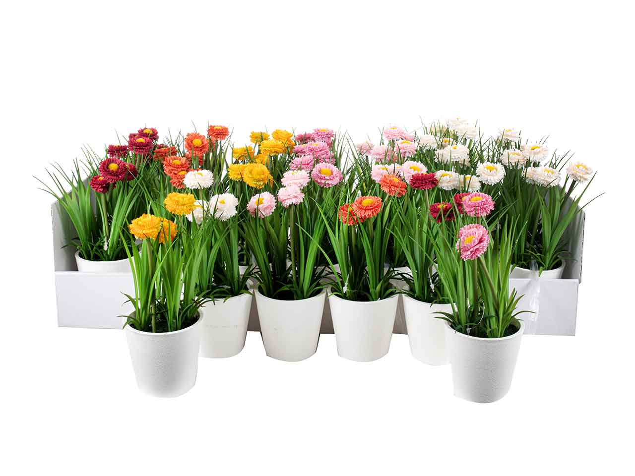 PIANTINE DI TAGETE H.20CM A26730$ PIANTINE DI TAGETE H.20CM A26730$