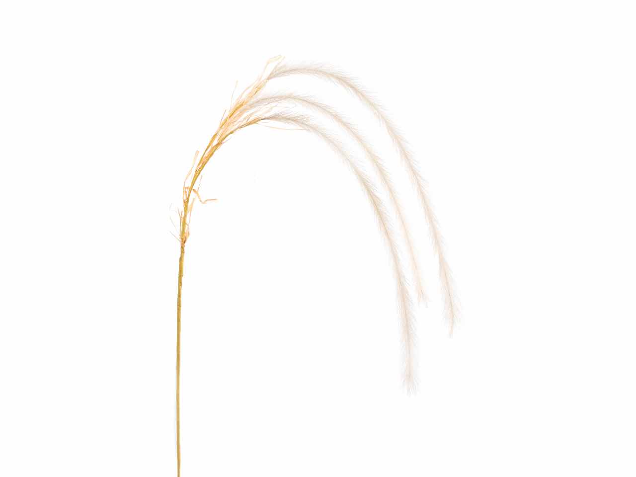 PENNISETO x3 138cm CREMA A27008