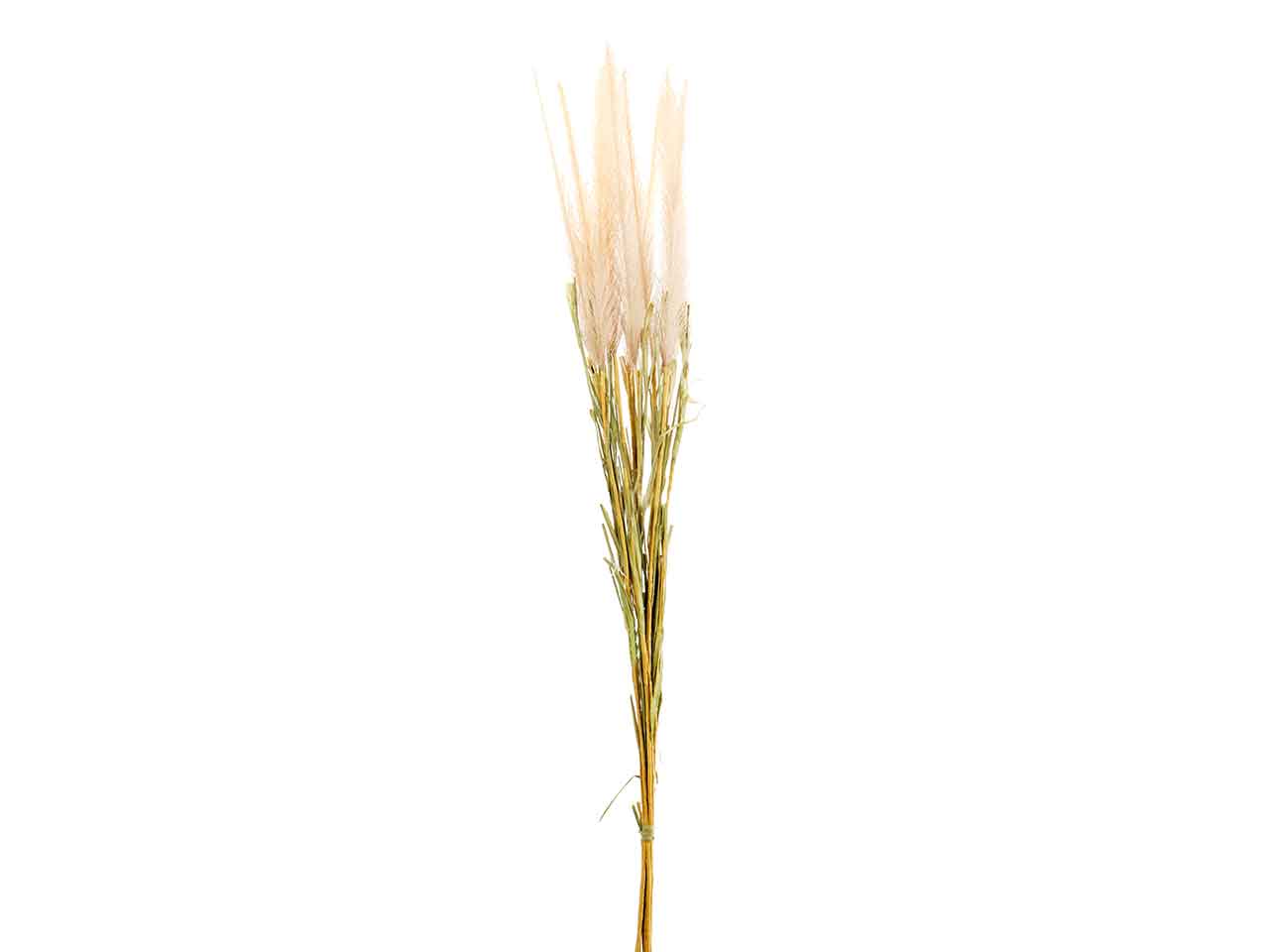 MAZZO PENNISETO x10 86cm CREMA A27009