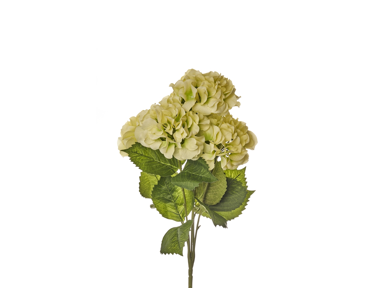 MAZZO ORTENSIE X5 50CM VERDE A30010