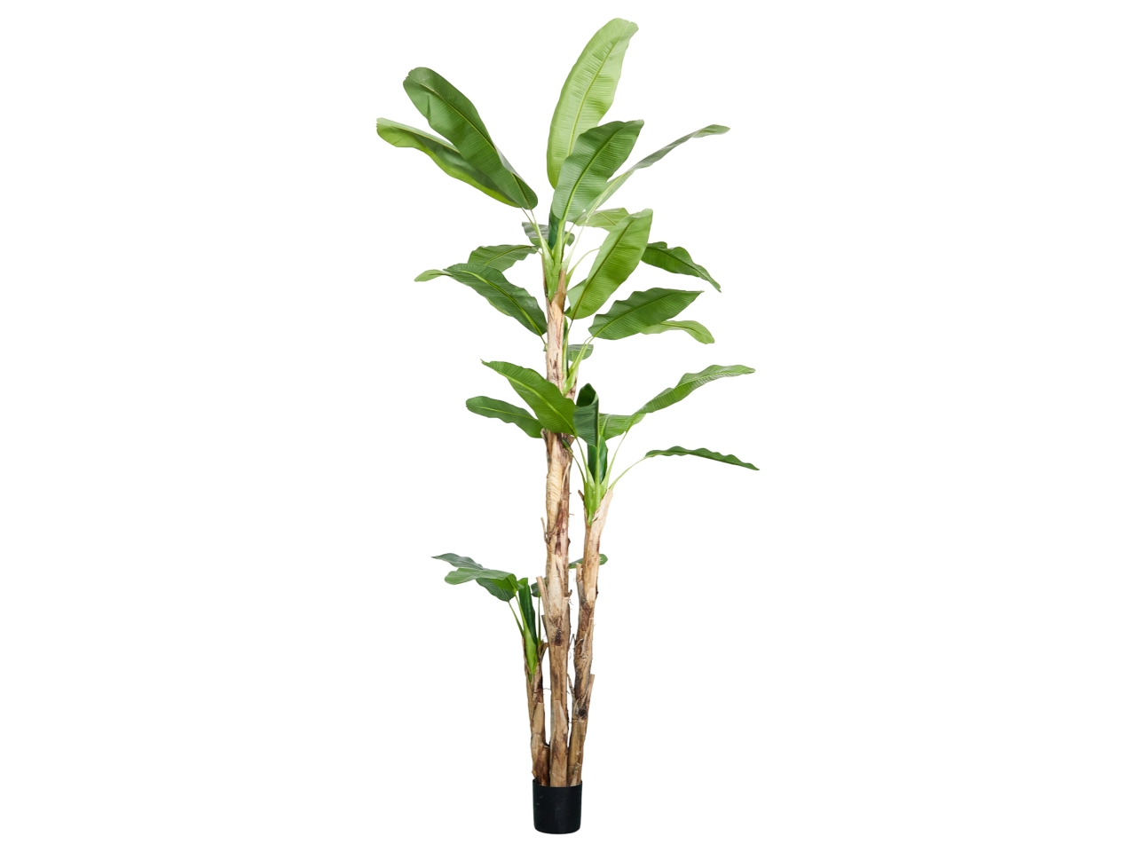 PIANTA DI BANANO MISURA H.320CM A23559 PIANTA DI BANANO MISURA H.320CM A23559