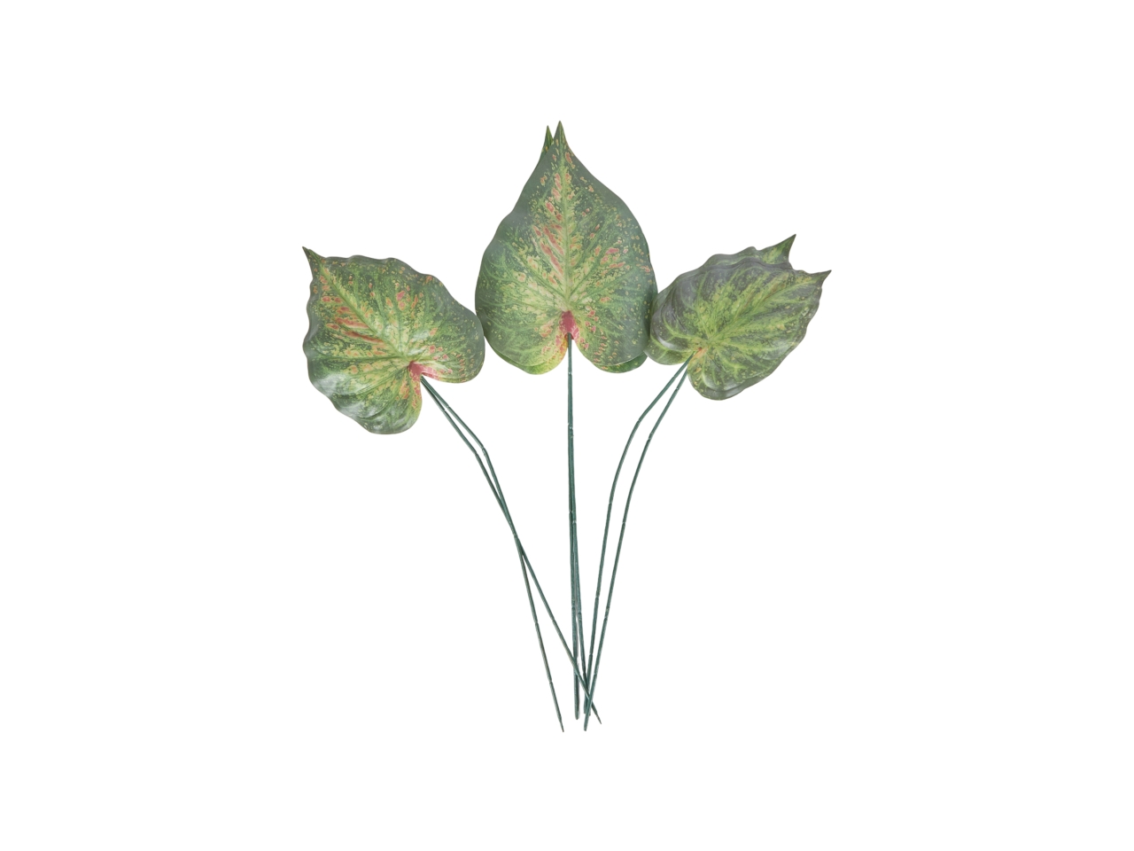 CALADIUM 6 F BICO ASS 60-55-50CM A20252
