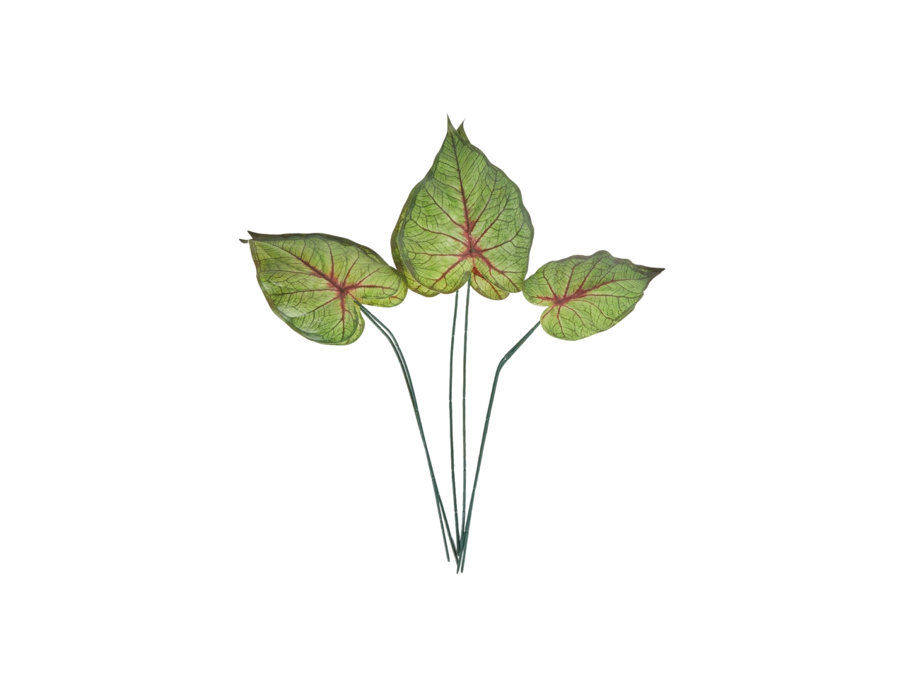 CALADIUM 6 FOGLIE ASS 60-55-50 A20232