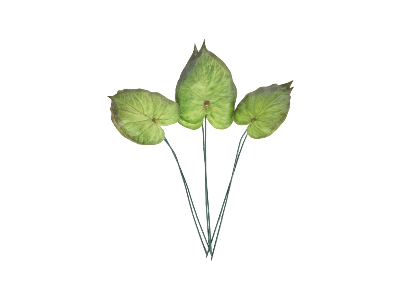 ALOCASIA CUCULLATA 6 FOGLIE ASS 60-55-50 A20257