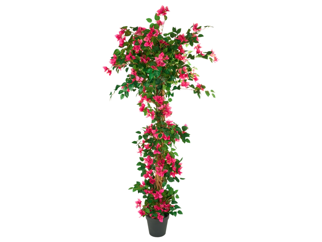 PIANTA BOUNGAVILLEA MISURA 180CM A23757