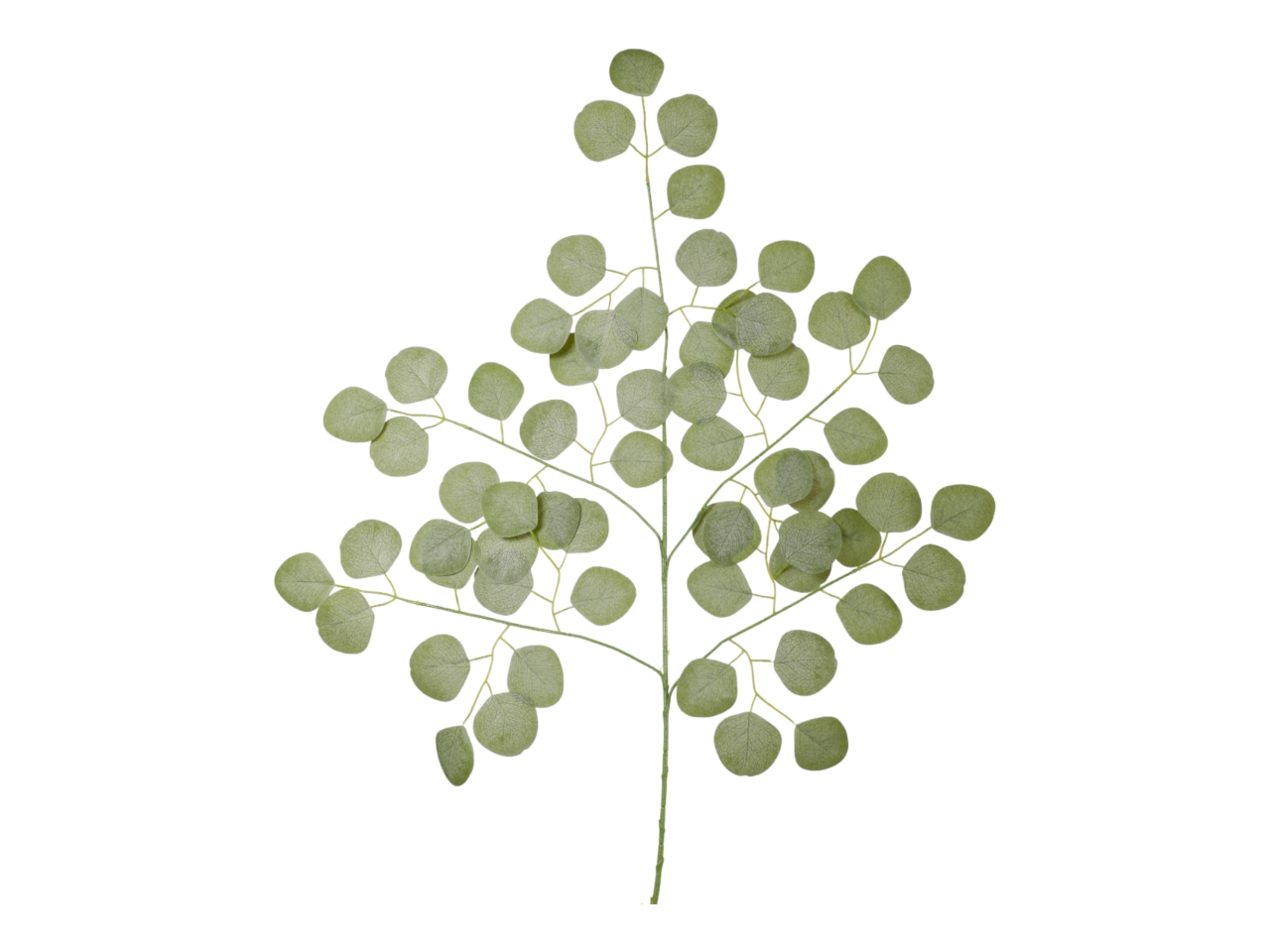 FOGLIA EUCALYPTO X 3 A34600 FOGLIA EUCALYPTO X 3 A34600