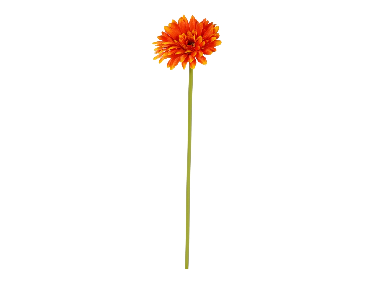 GERBERA SINGOLA COLORI ASS. A34727_01