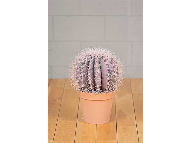 PIANTA CACTUS C/VASO 2PMF8