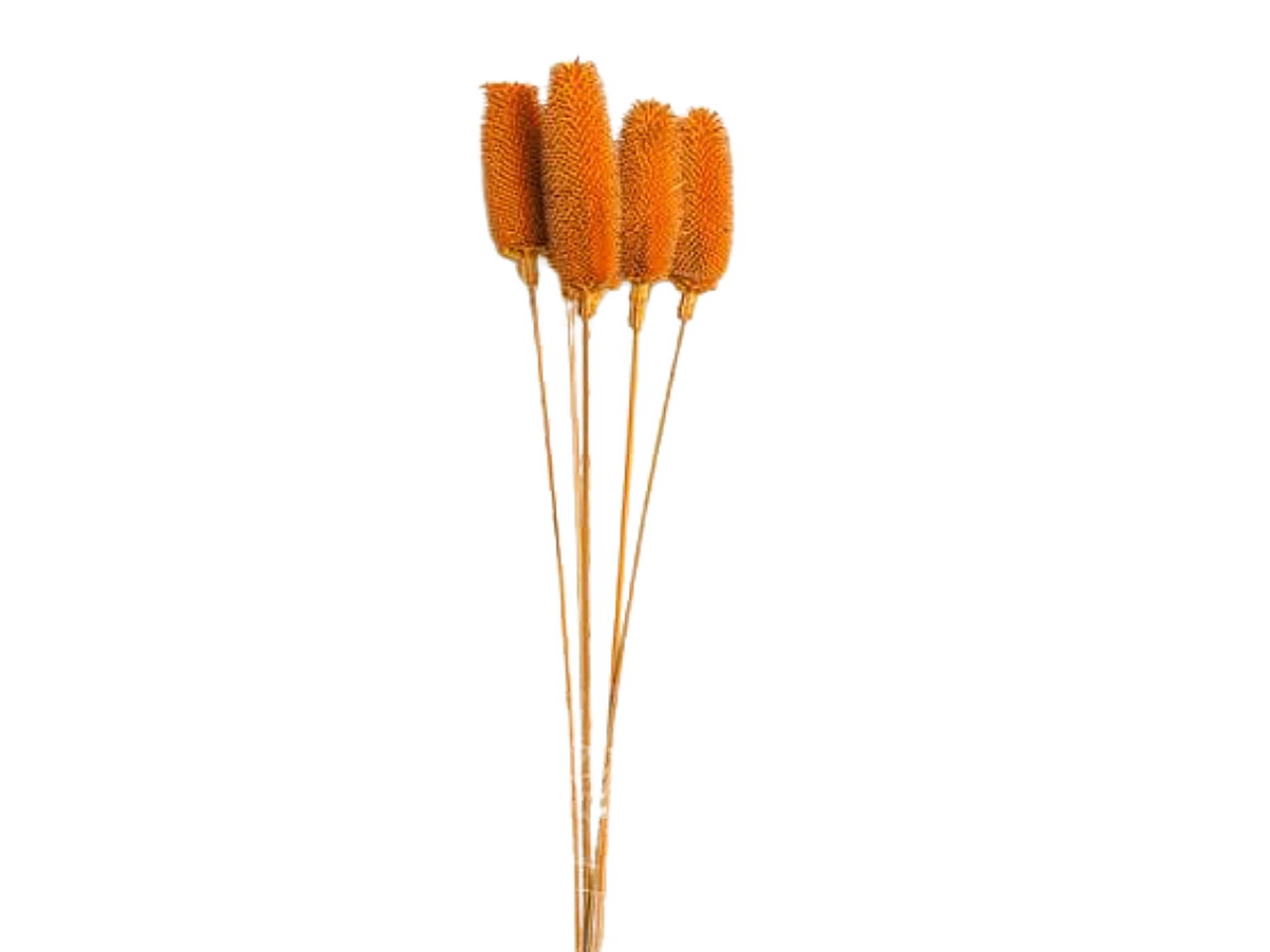 RAMO CARDO 12x60cm 5pz ARANCIO 2SV2056