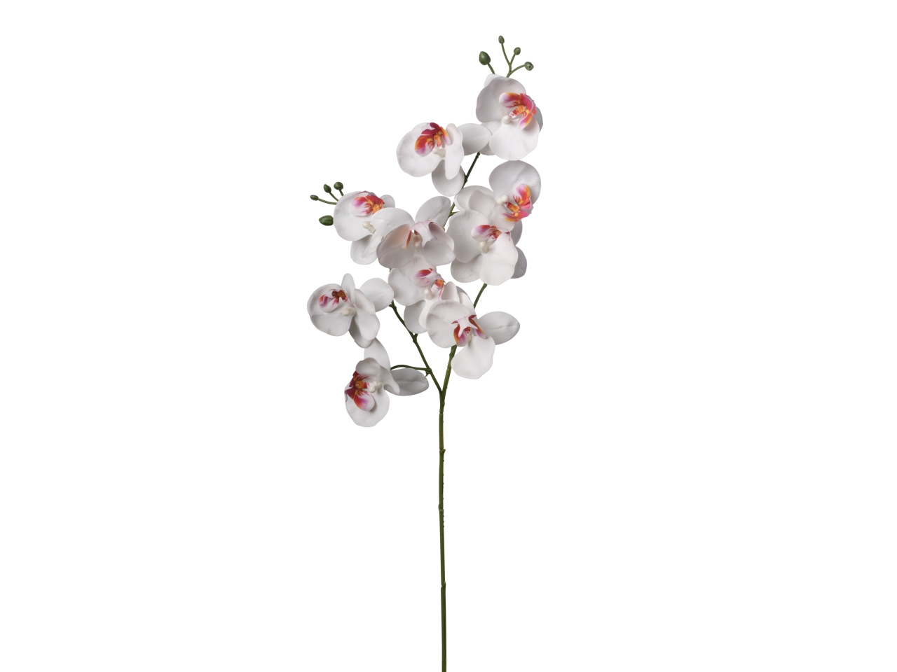 PHALEONOPSIS 80CM BIA. 2FHZ691 297