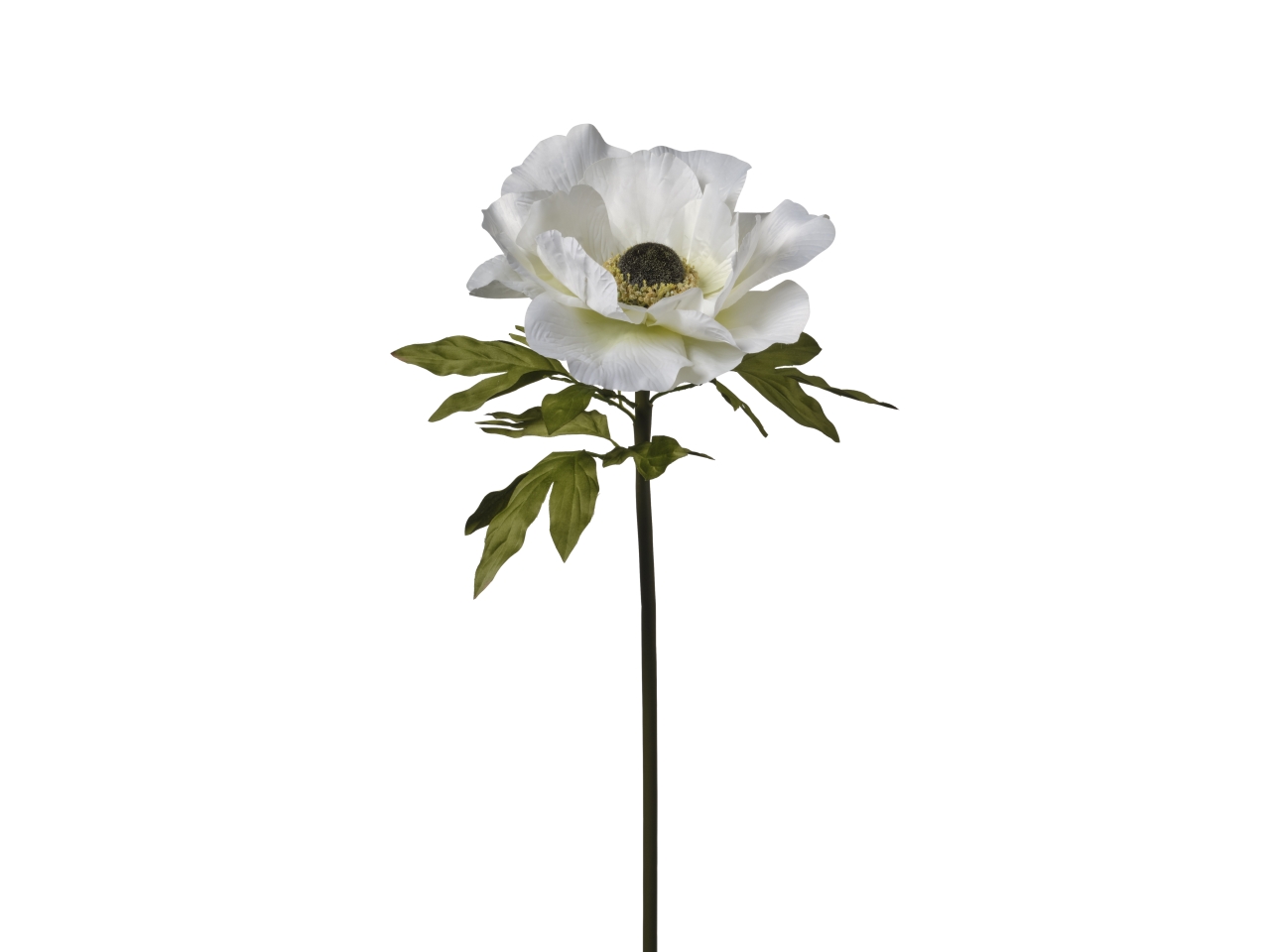 ANEMONE H.100CM D.30CM CREMA 2FPD1 037