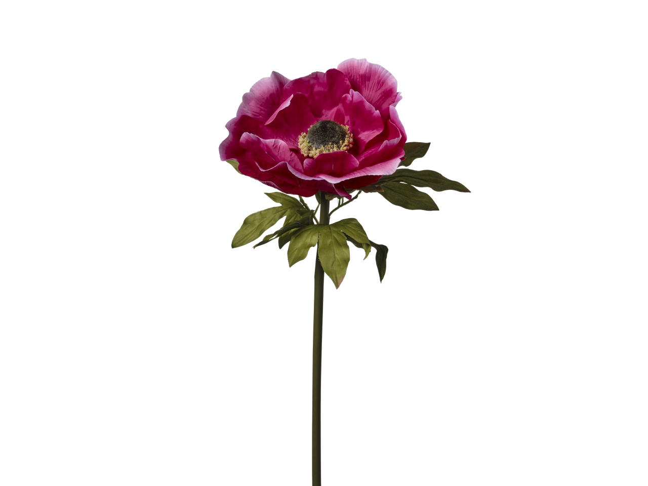 ANEMONE H.100CM D.30CM FUCSIA 2FPD1 909