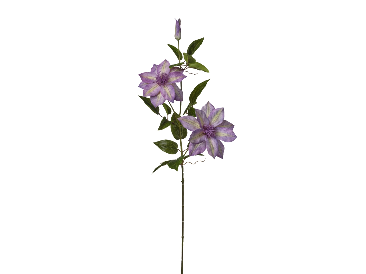 CLEMATIS 22X86CM X3 VIOLA 2FV2648 205