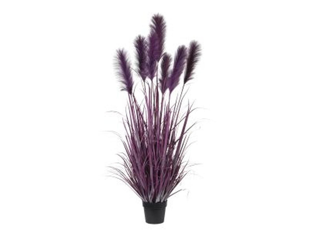 PIANTA PAMPAS X7 155CM VIOLA 1NIO1080 229