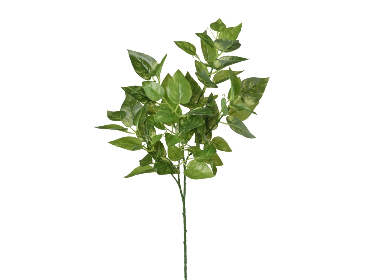 RAMO POTHOS 65CM 2PQD14
