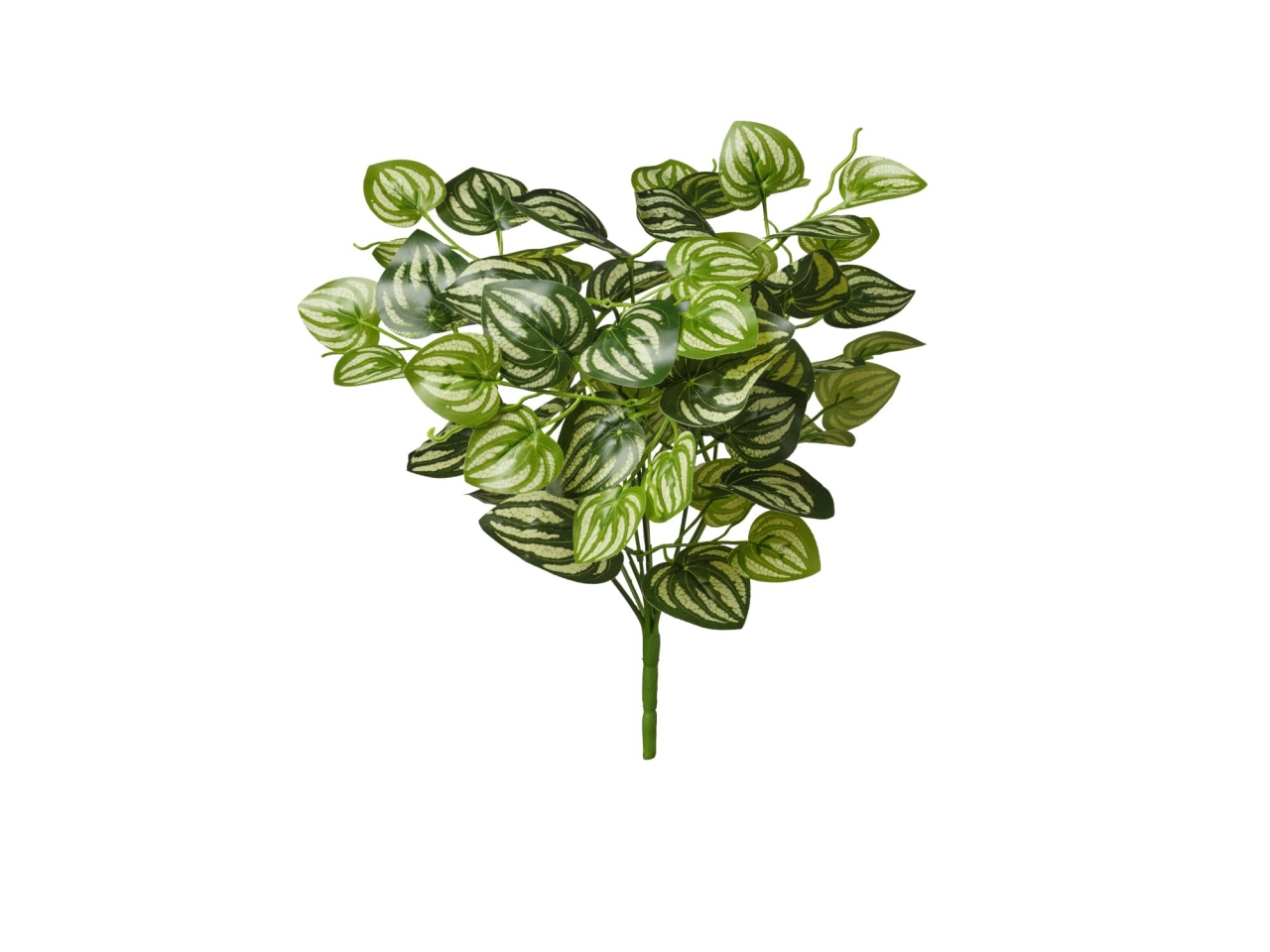 MAZZO PEPEROMIA 35CM 2PQD43