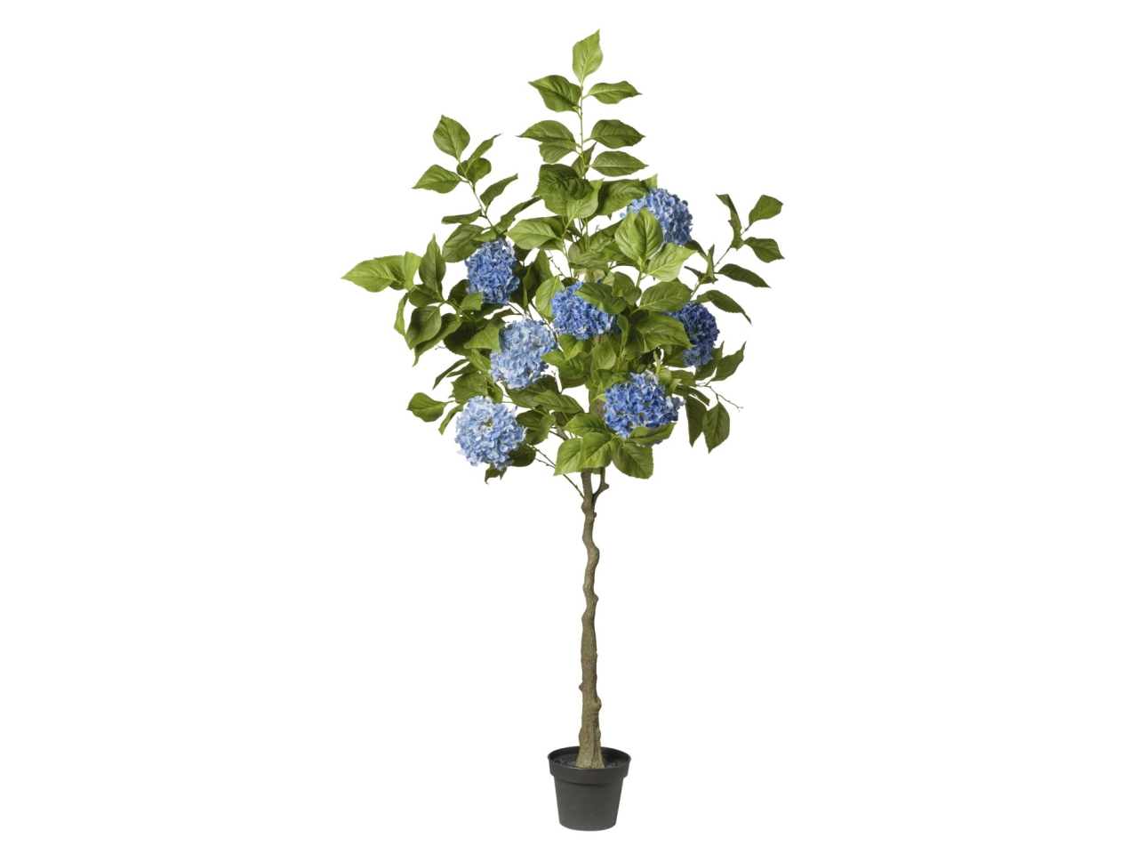 PIANTA ORTENSIE 180CM BLU S 2PV3047 003