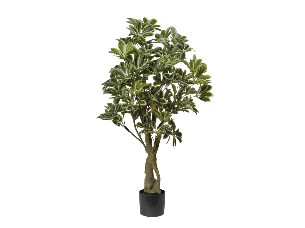 PIANTA SCHEFLERA 120CM 2PHZ3902 293