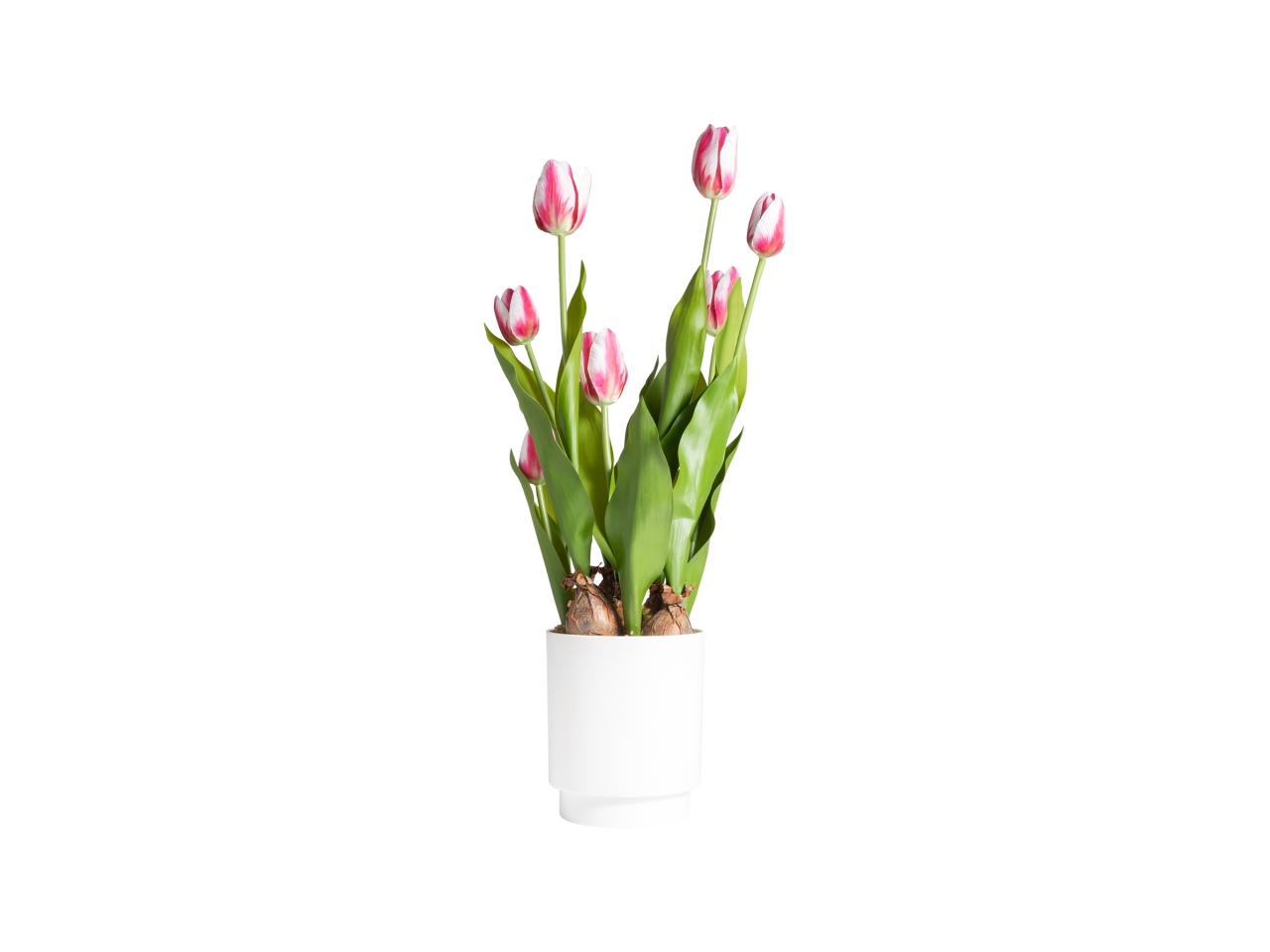 VASO C/7 TULIPANI FUCSIA H.53CM 28078 VASO C/7 TULIPANI FUCSIA H.53CM 28078