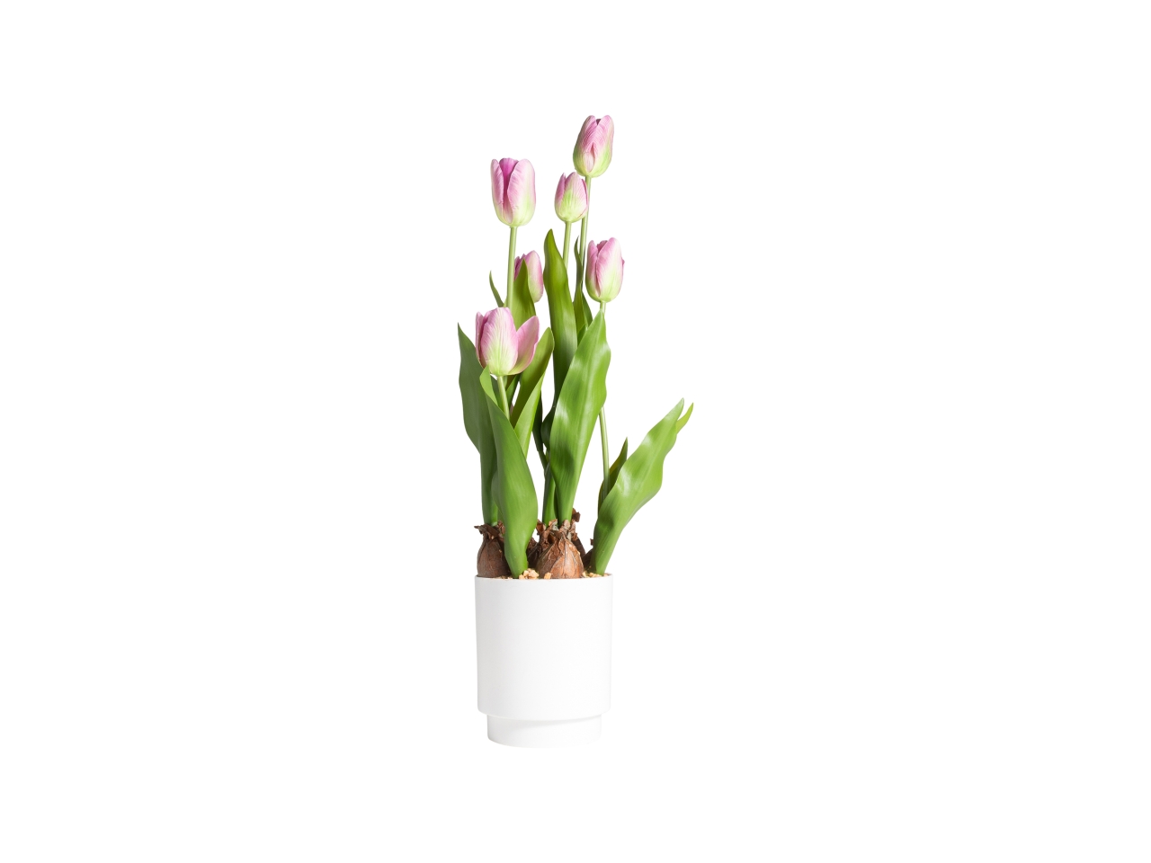 VASO C/7 TULIPANI ROSA H.53CM 28054 VASO C/7 TULIPANI ROSA H.53CM 28054