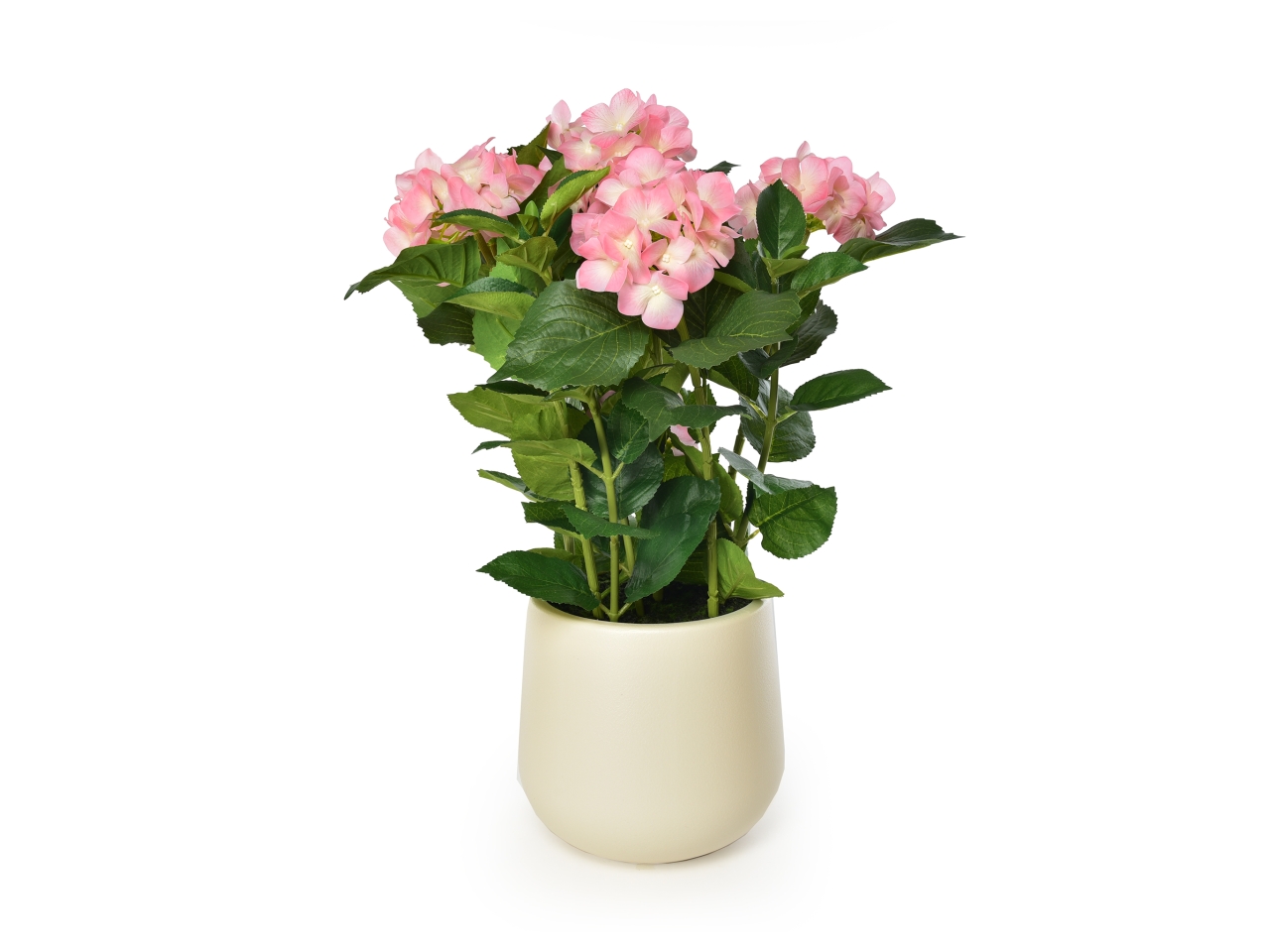 ORTENSIA C/VASO REAL T. ROSA H.64 21406