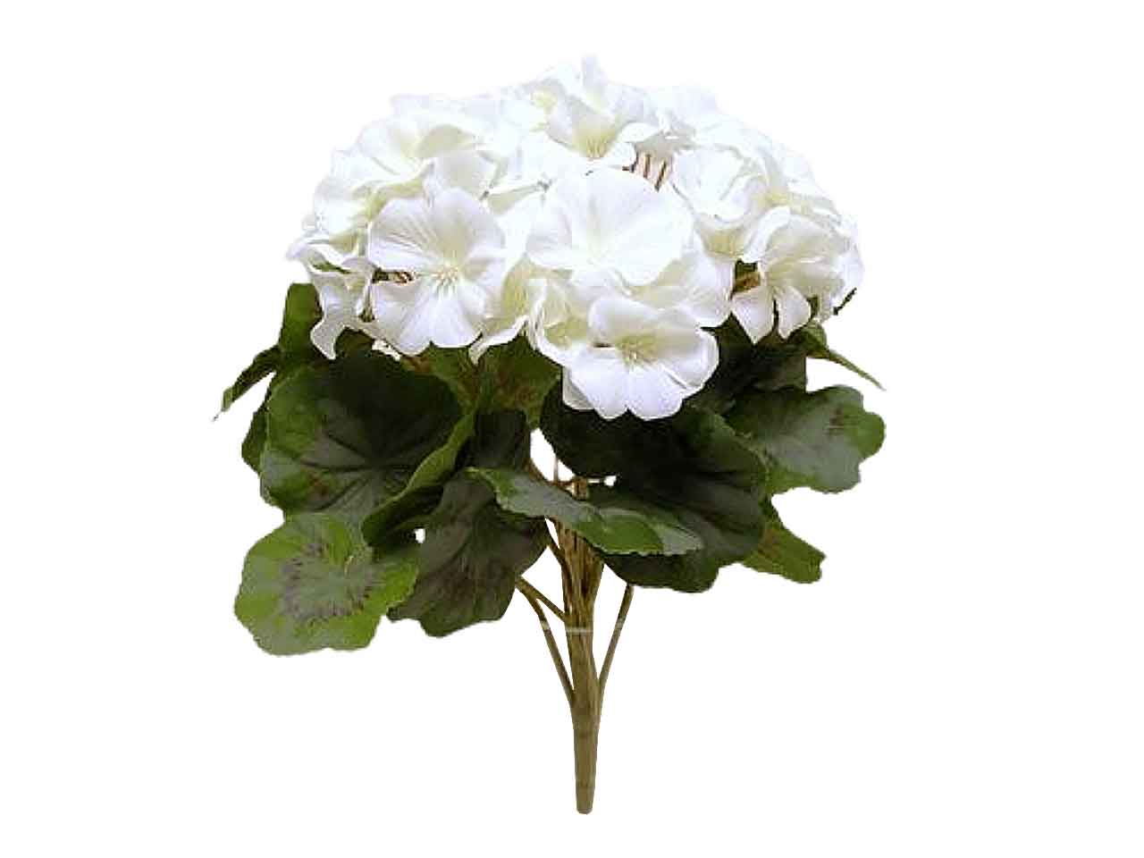 MAZZO DI GERANIO COLORE CREMA DS000831