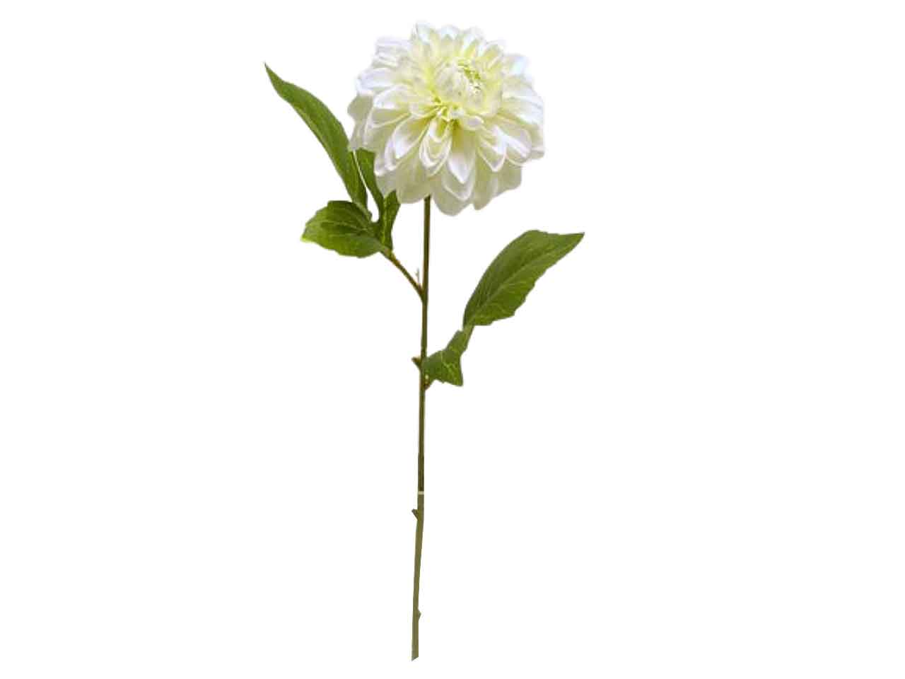 DALIA SPRUZ.49cm CREMA DS001391