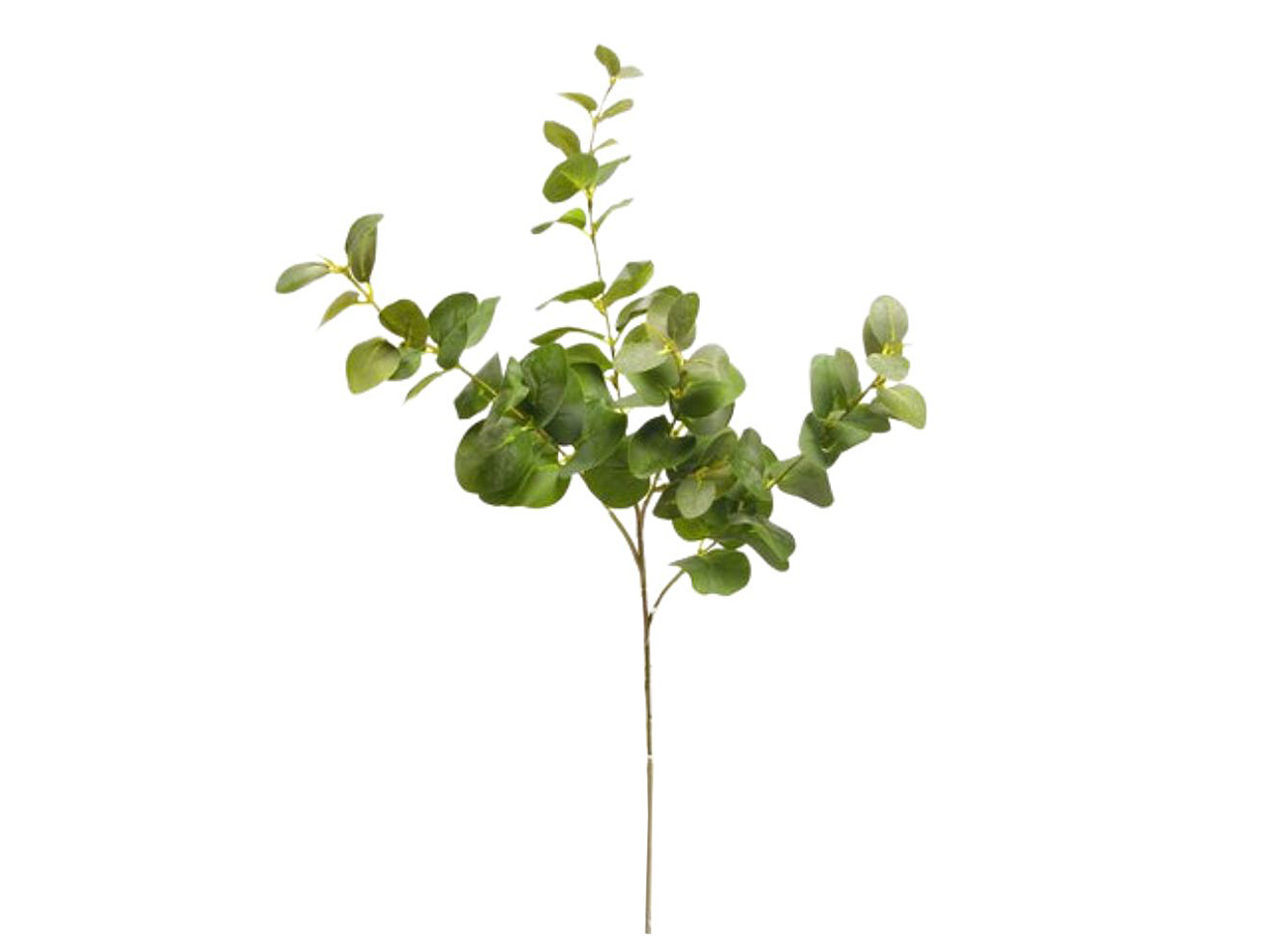 EUCALIPTO SPRUZZATO X 4 COLORE DS000460