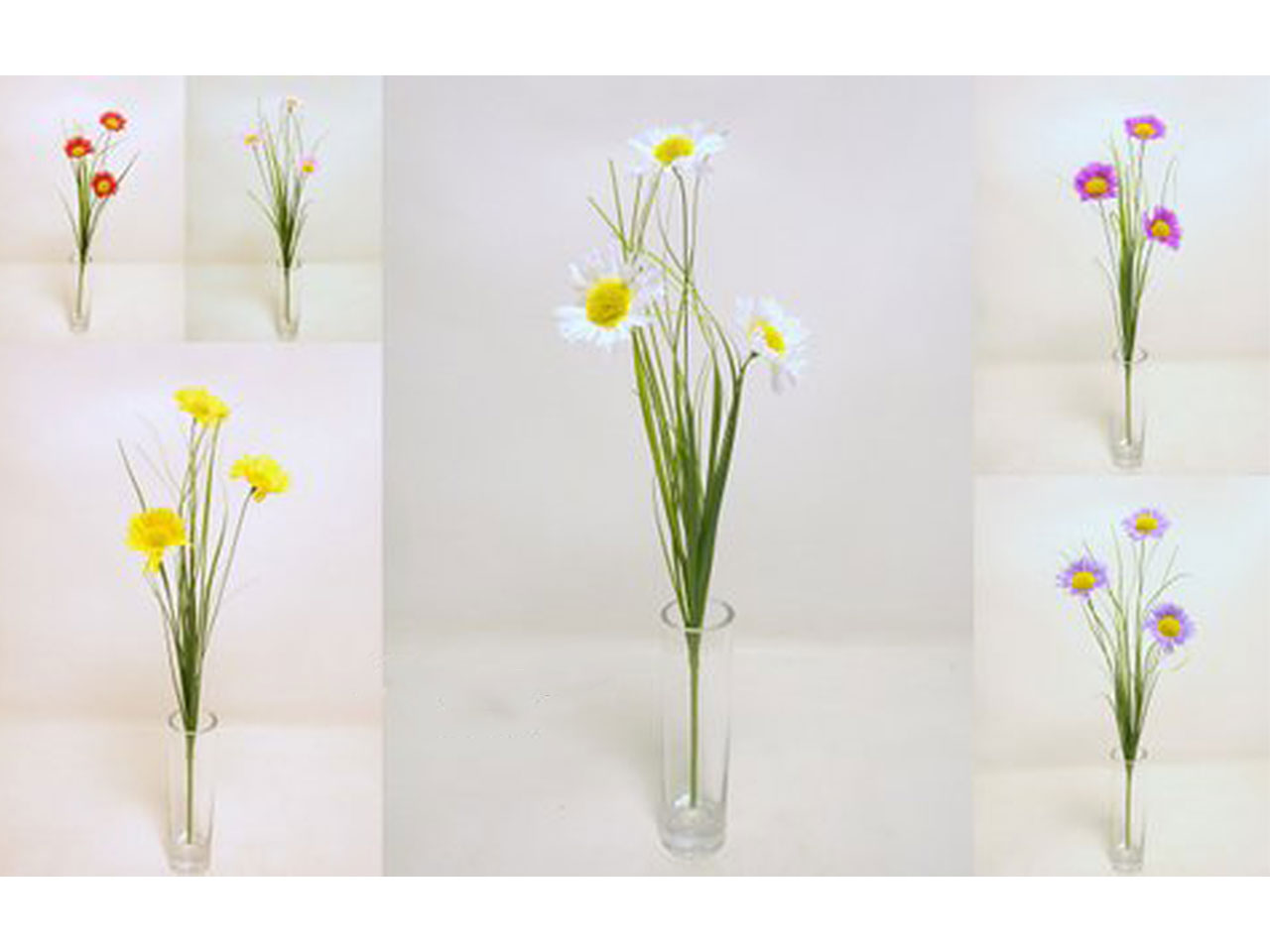 MARGHERITA SPRUZZATA X 3 CON F DS002286