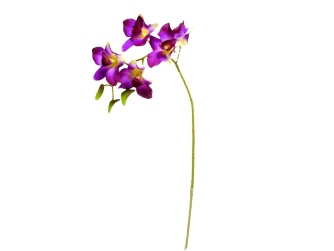 ORCHIDEA SINGAPORE CON 5 FIORI DS000191