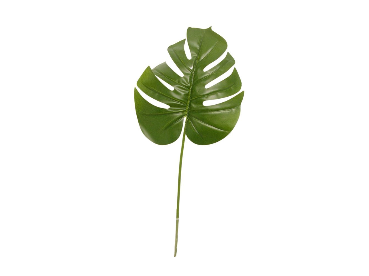 PIANTA MONSTERA SPR. 74CM VER. DS002666