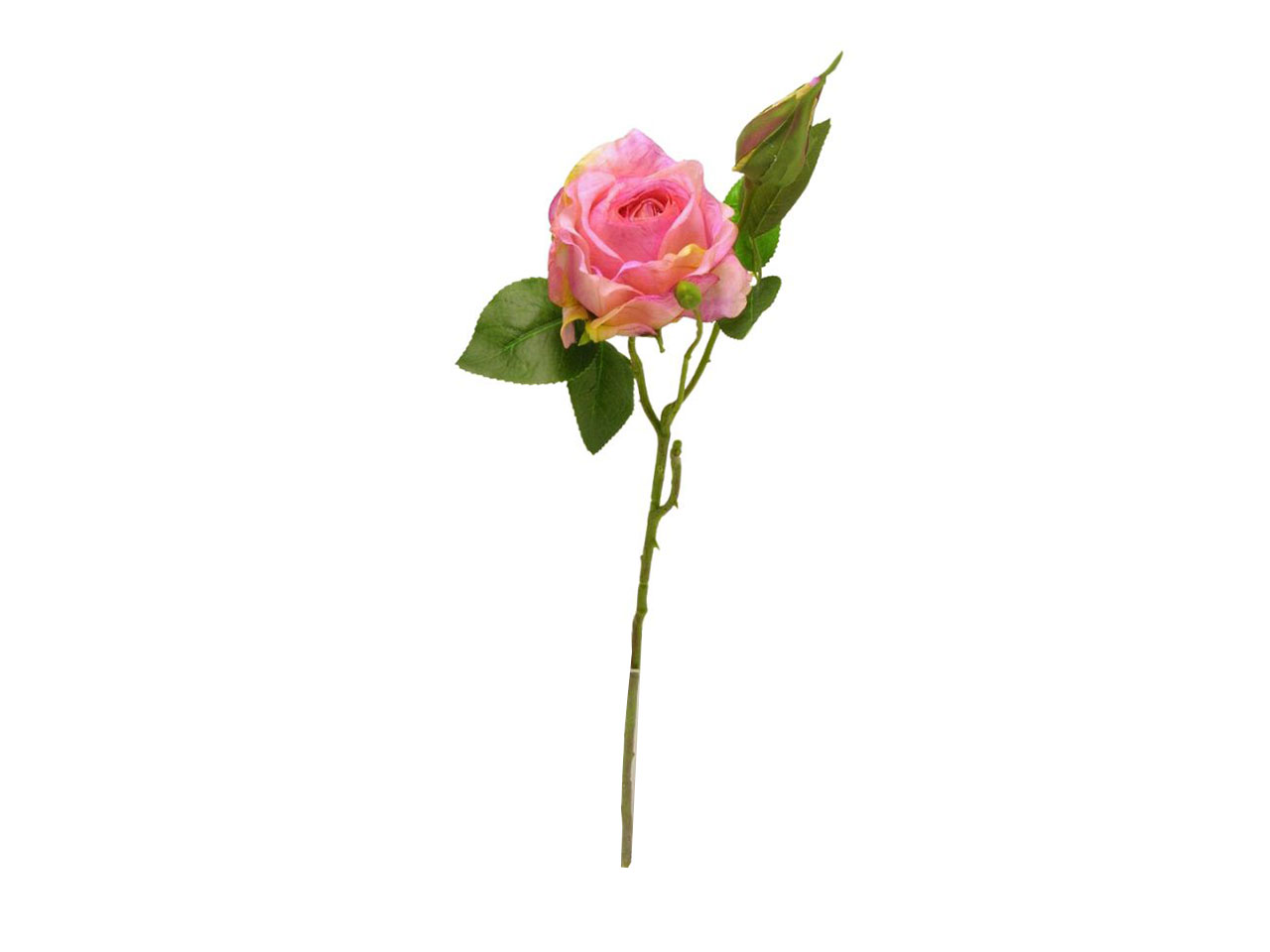 ROSE SPRUZZATA ROSA DS003432