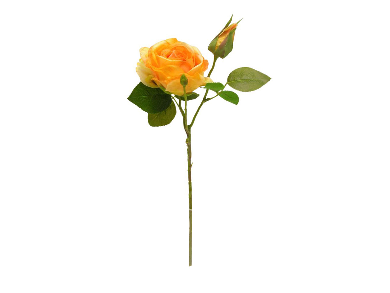 ROSE SPRUZZATA ORANGE DS003432