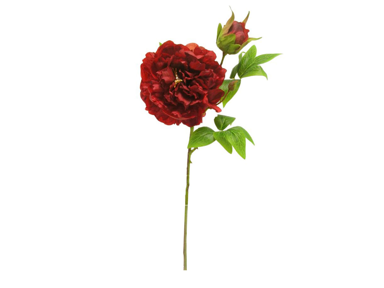 PEONIA SPRUZZATA ROSSA DS003430