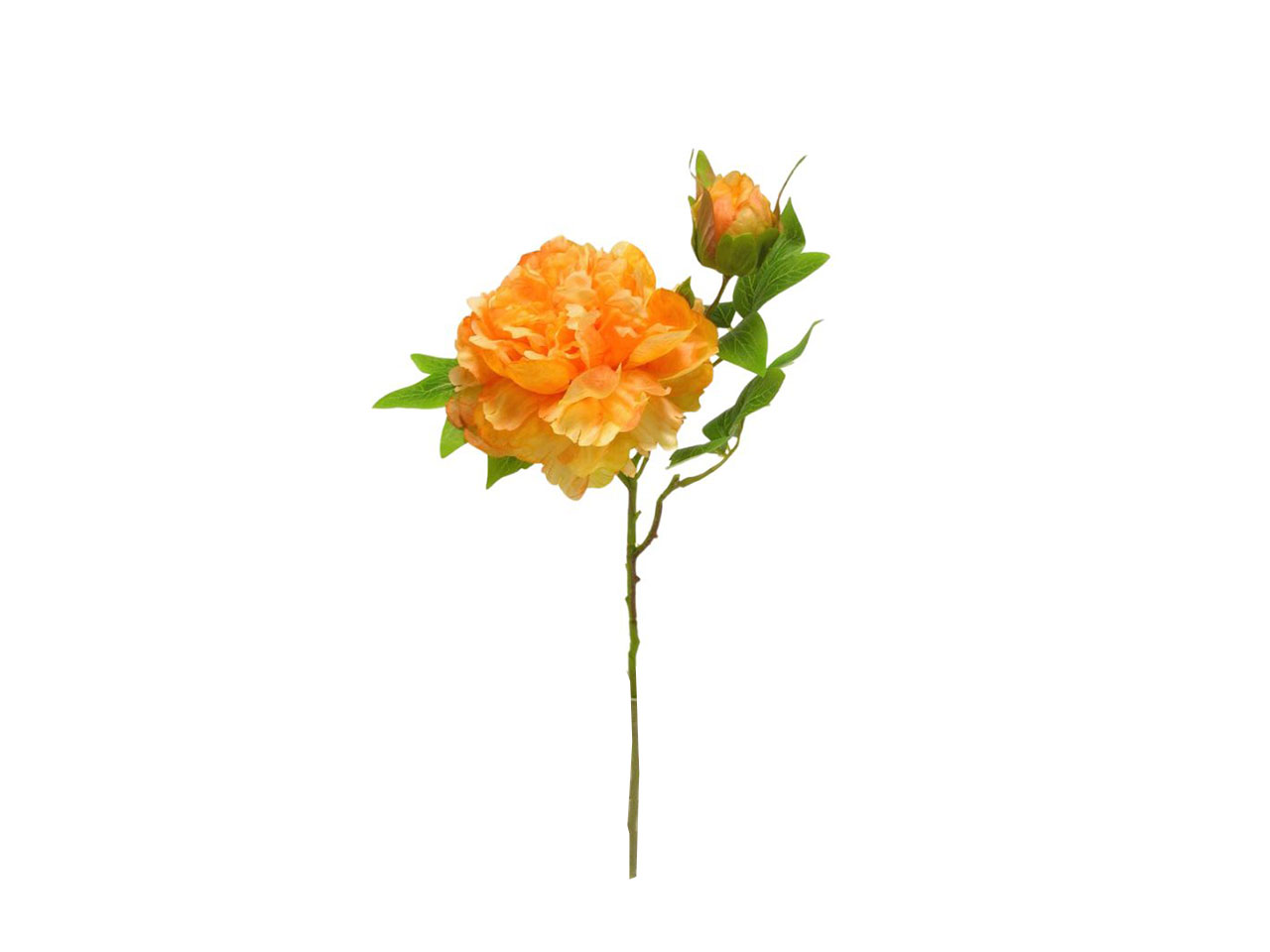 PEONIA SPRUZZATA ORANGE DS003430