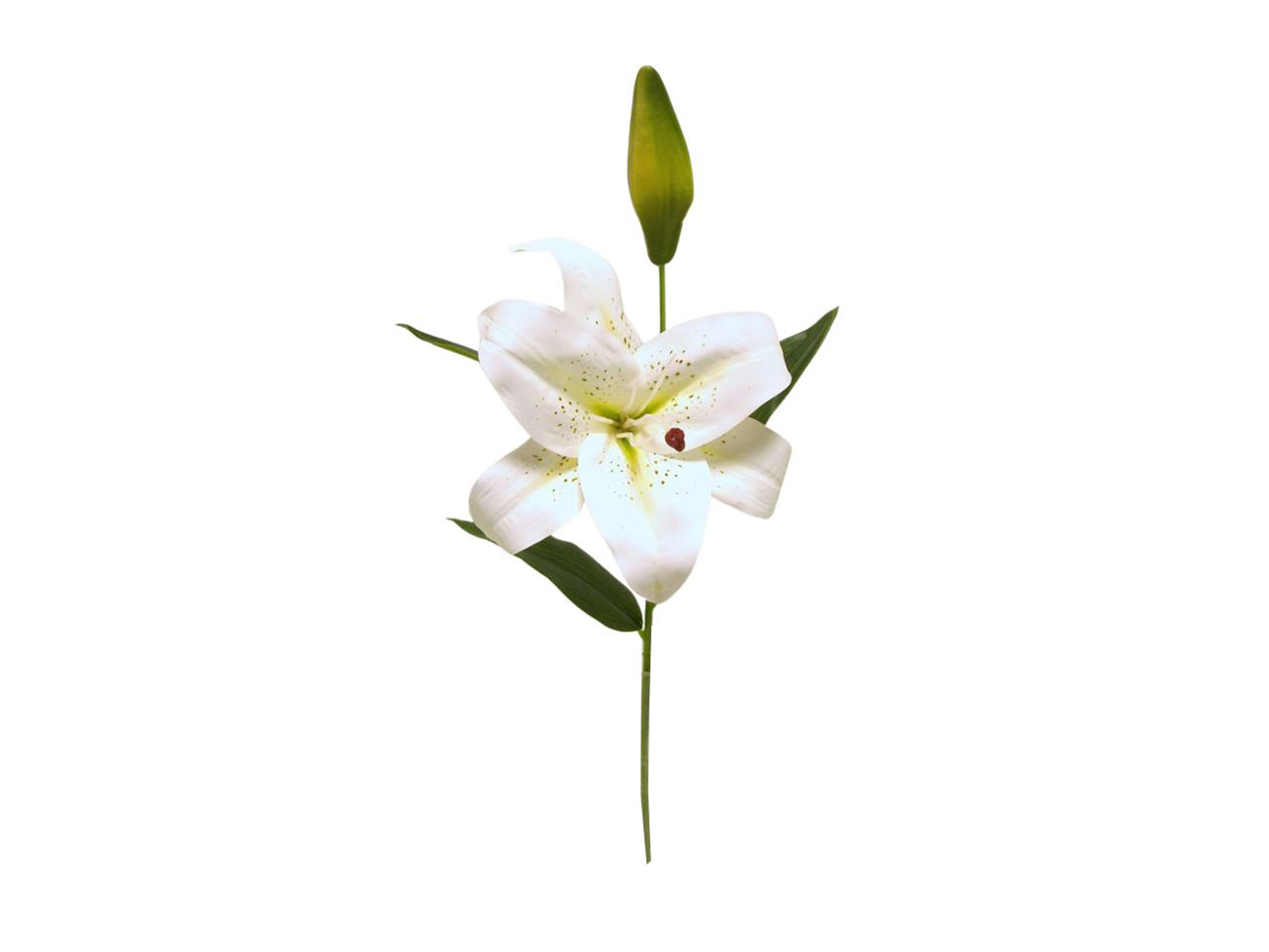 TIGER LILY SPRUZZATA CREMA DS003296