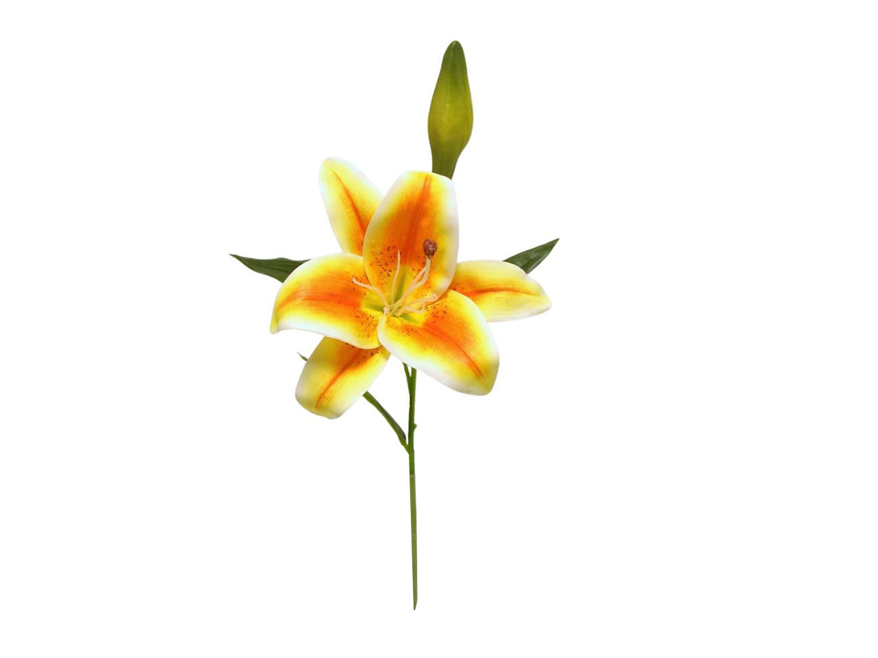 TIGER LILY SPRUZZATA ORANGE DS003296