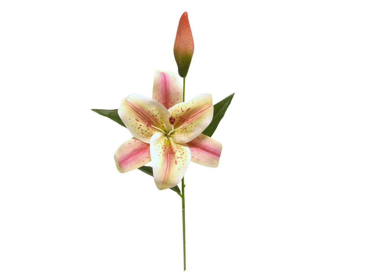 TIGER LILY SPRUZZATA PESCA 22 DS003296