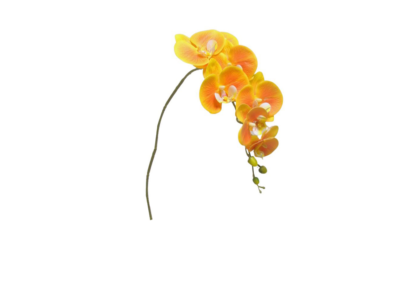 PHALAENOPSIS SPRUZ.94CM ORANGE DS000582
