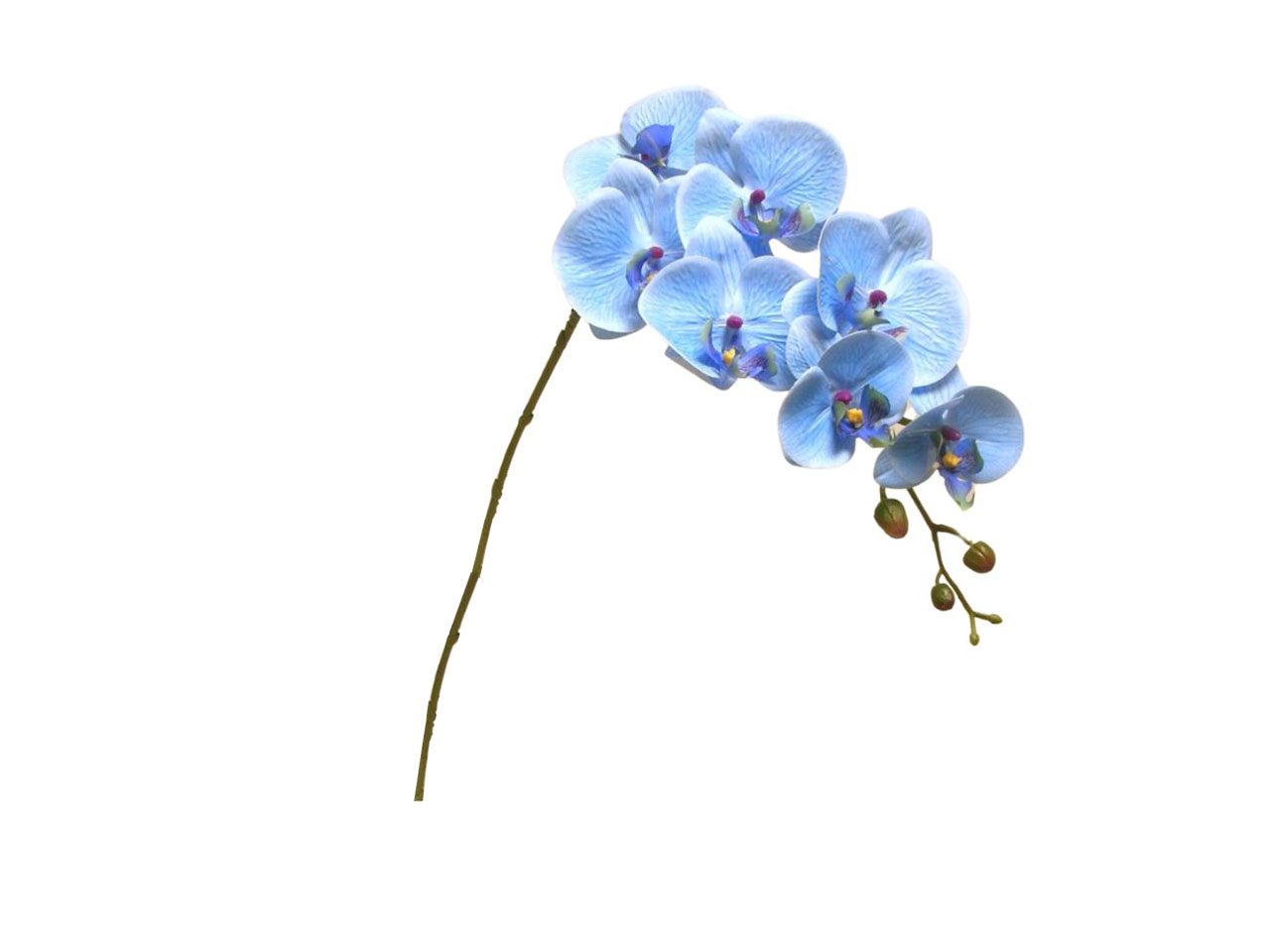 PHALAENOPSIS SPRUZ. 94CM BLU DS000582