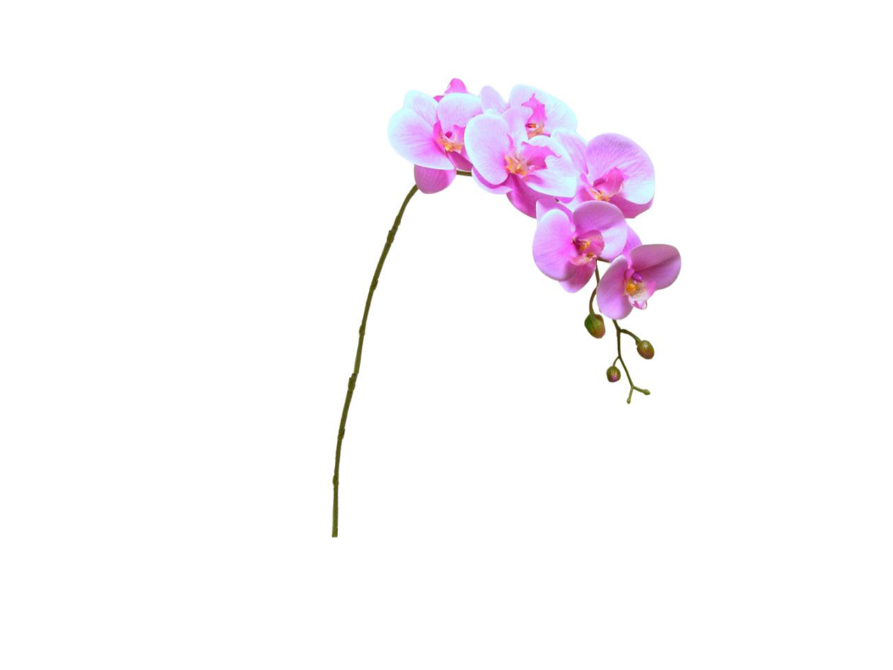 PHALAENOPSIS SPRAY CM 94 MAUVE DS000582