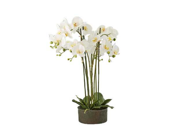 PIANTA ORCHIDEA X6 C/VASO H.72 BIANCA 213684,10