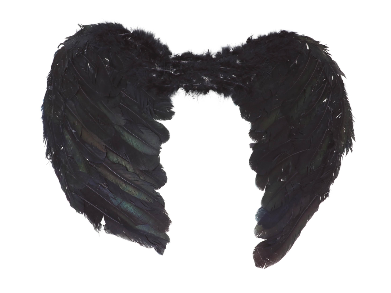 ALI PIUME NERE 60×40 CM 16266