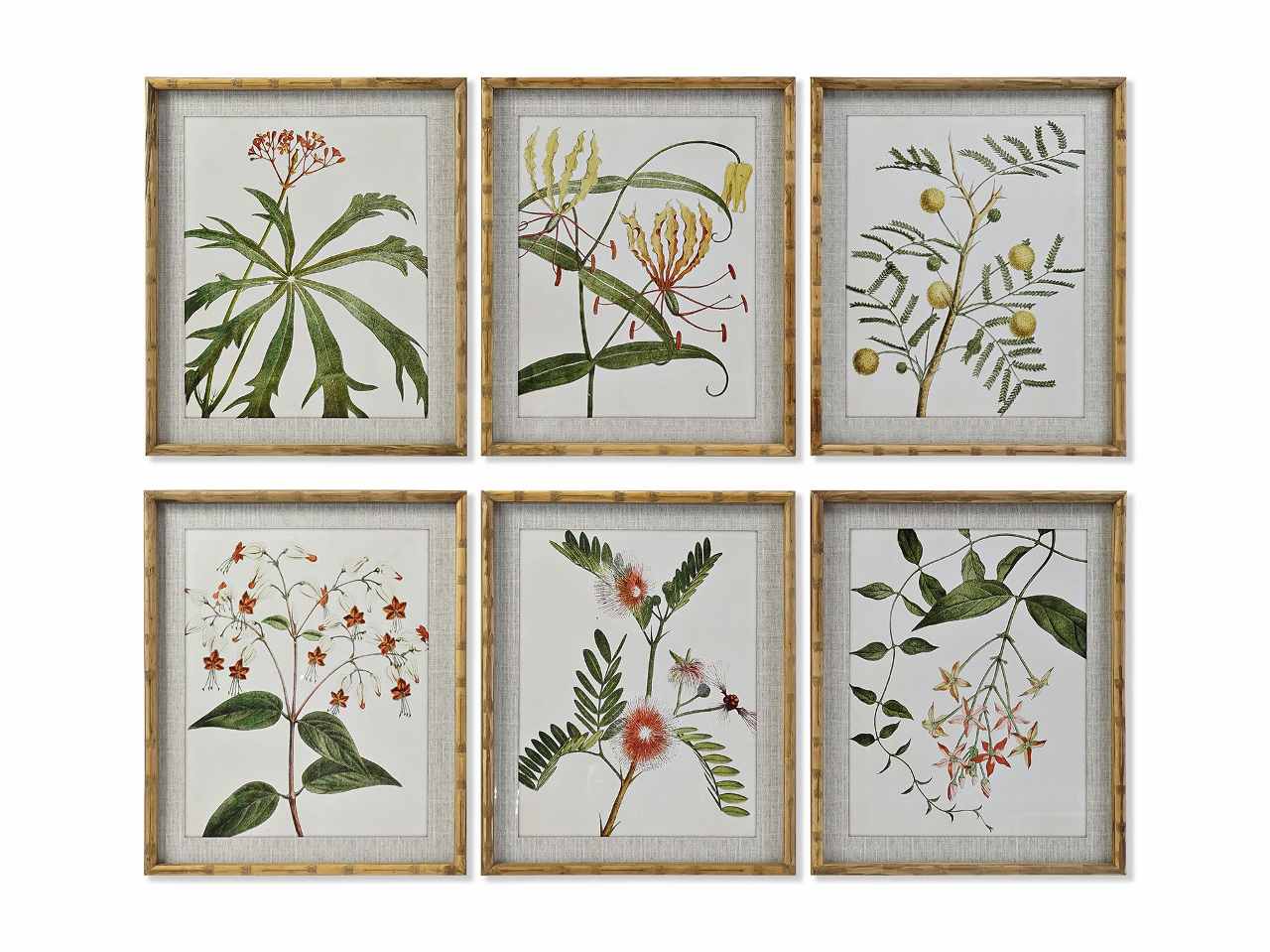 QUADRO 50x60cm BOTANICO CU-187493 QUADRO 50x60cm BOTANICO CU-187493