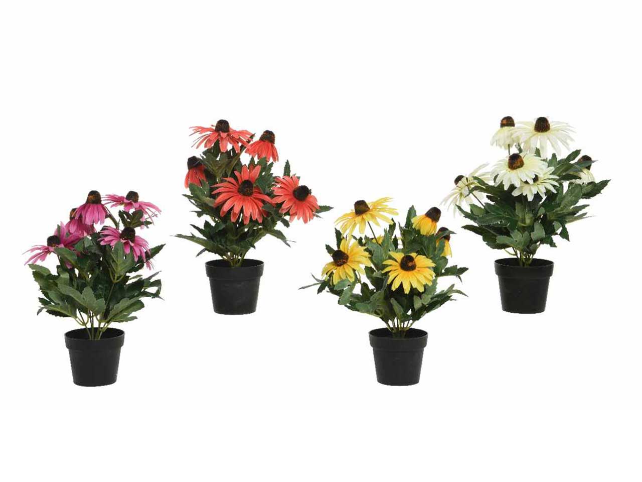 PIANTA DI ECHINACEA IN 4 COLORI 800138