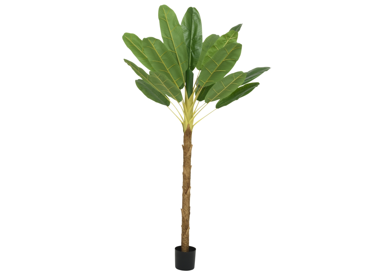 PIANTA DI BANANO 120x120xH.280CM 804354