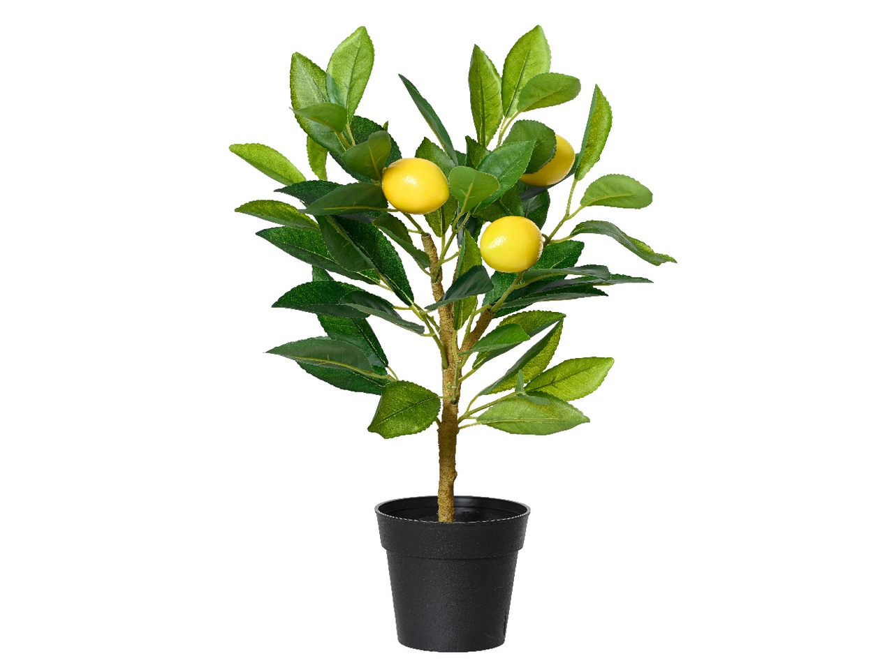 PIANTA DI LIMONI IN VASO24X17X43 833538